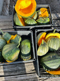 Jamaican Pumpkin