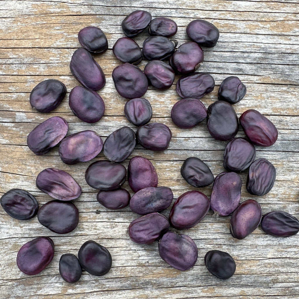 marwa plant seeds Precoce Mora Fava – Truelove Seeds