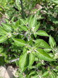 Wilson's Vietnamese Devil Pepper