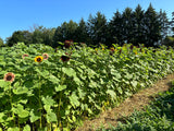 Sunflower Kaleidoscope Mix