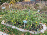 Wilson's Vietnamese Devil Pepper