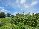 Golden Skytop Sunflower Mix