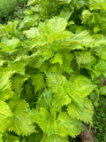 Green Ohba Ao Shiso