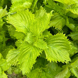 Green Ohba Ao Shiso
