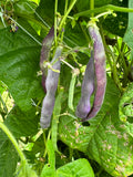 Poverella Bean