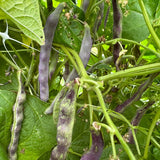 Poverella Bean