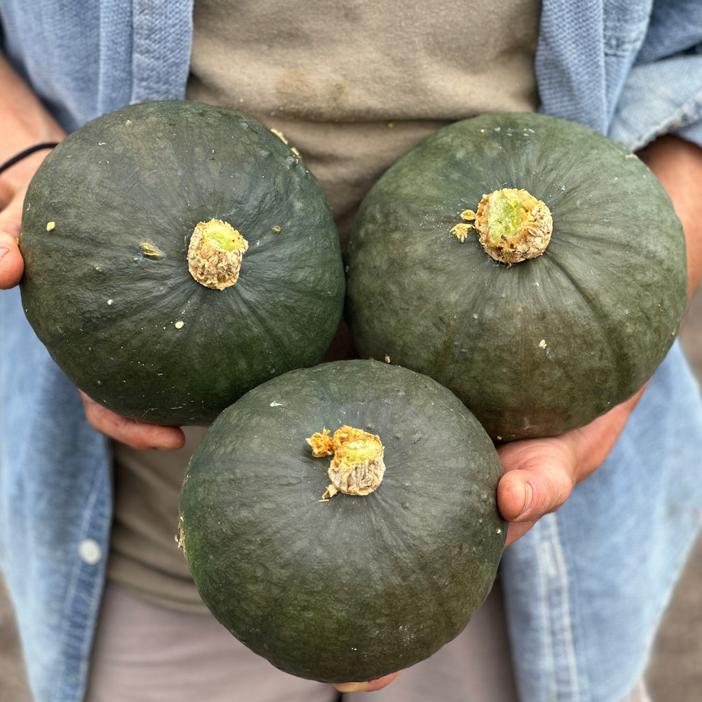 KABOCHA ページ Marine Grey Kabocha – Truelove Seeds