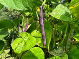 Poverella Bean