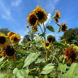 Sunflower Kaleidoscope Mix