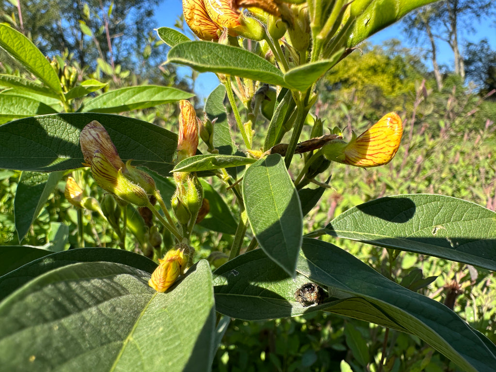 pigeon pea seeds for planting Green Pigeon Pea (Northern Adapted) – Truelove Seeds