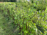 Purple Long Bean (Indonesia)