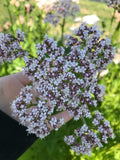 Valerian