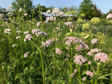 Valerian