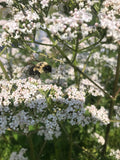 Valerian