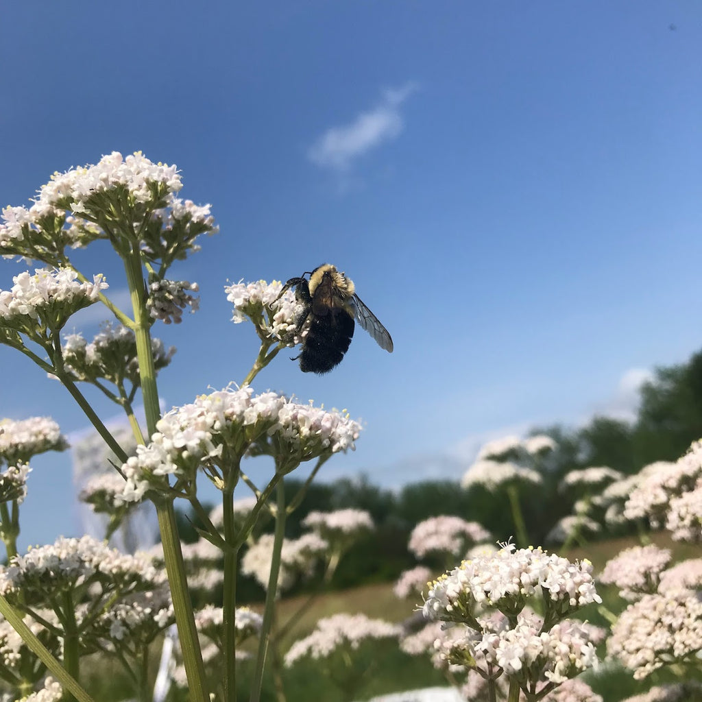 valerian flower seeds Valerian – Truelove Seeds