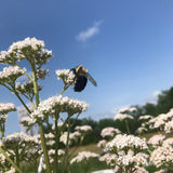 Valerian