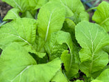 Yanagawa Takana Mustard