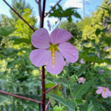 Saltmarsh Mallow