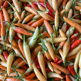 Karenni Chili