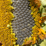 "Medzmama" Arevatsaghik (Armenian Sunflower)