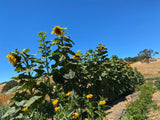 "Medzmama" Arevatsaghik (Armenian Sunflower)