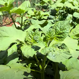 Mnavu (Leafy Green Nightshade)