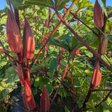 Alabama Red Okra