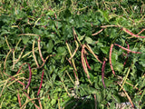 Karenni Purple Bean