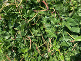 Karenni Purple Bean