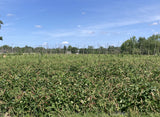 Karenni Purple Bean