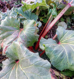 Rhubarb Breeders Mix