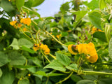 Tapilan Beans (Philippines)