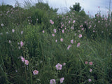 Saltmarsh Mallow