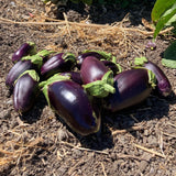 Bademjan (Iranian Eggplant)