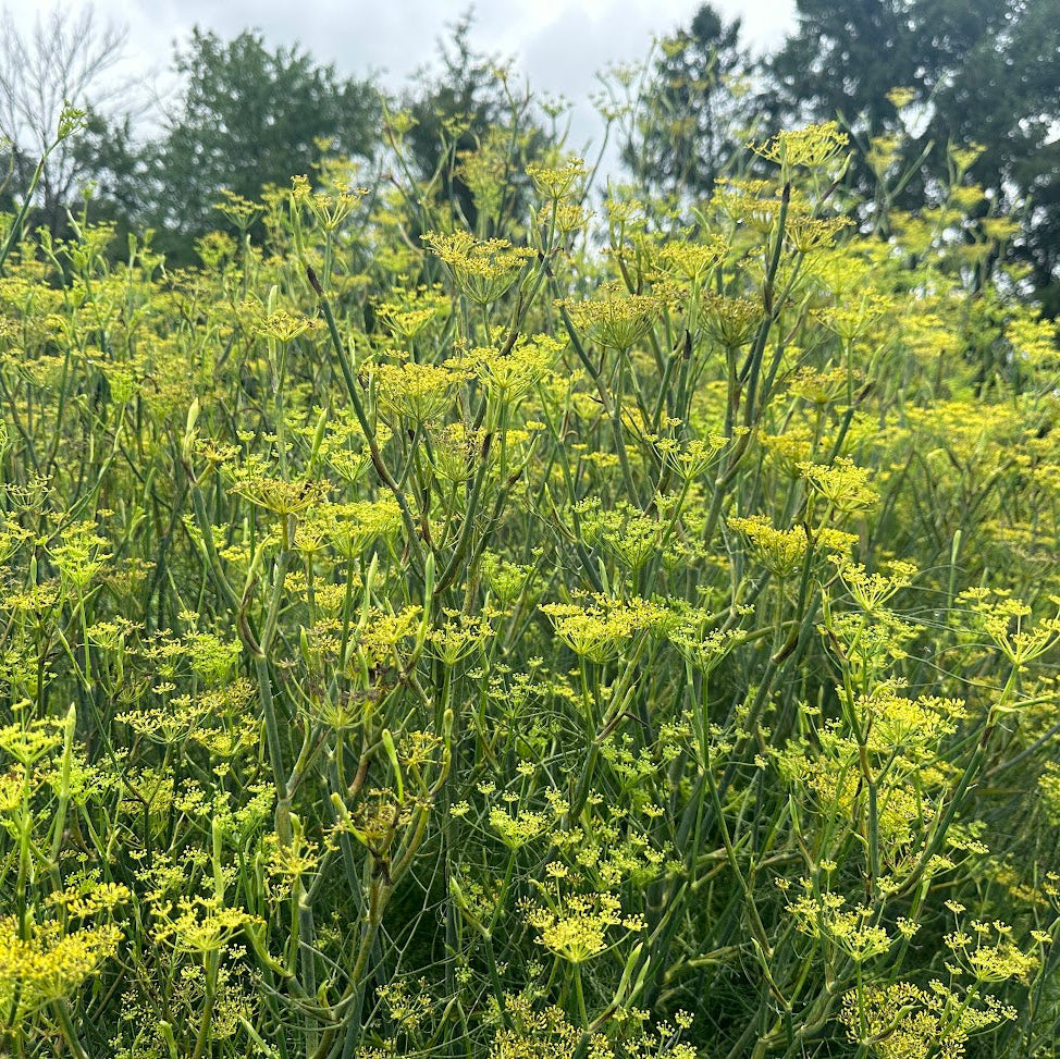 fennel seed plant Finocchio (Italian Fennel) – Truelove Seeds