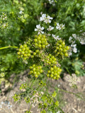 Gishniz (Iranian Cilantro)