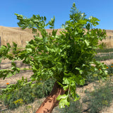 Gishniz (Iranian Cilantro)
