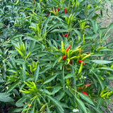 Ot Hiem (Red California Chili)