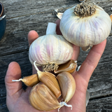 Moghadam Rocambole Garlic Bulbs *PREORDER*