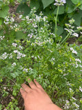 Cilantro Macho