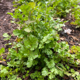 Cilantro Macho