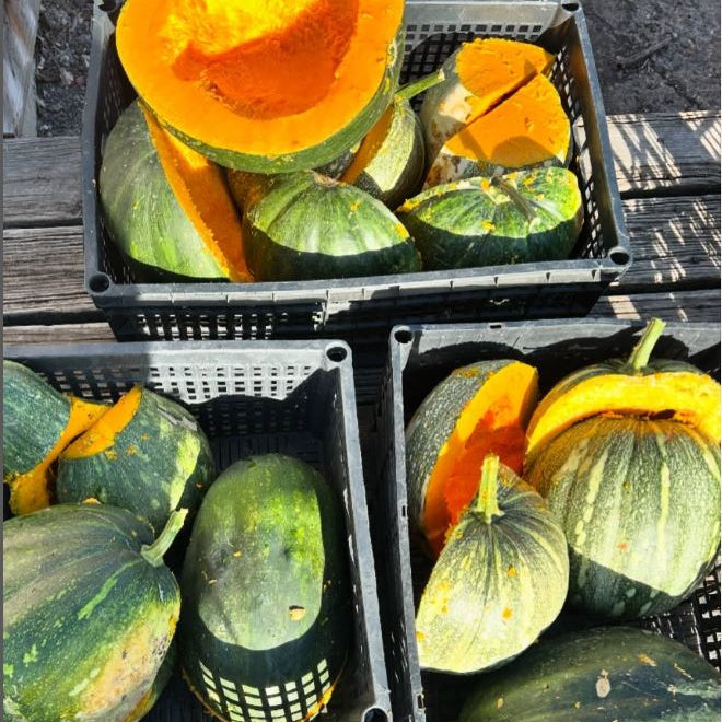 Jamaican Pumpkin – Truelove Seeds