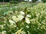 Jarjir (Palestinian Arugula)
