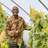 Mchicha Lishe (African Leaf Amaranth)