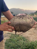Laboo (Iranian Beet)