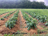 Nya Nya Chungu (African Eggplant)