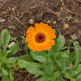 'Odesa Market' Calendula