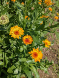 'Odesa Market' Calendula