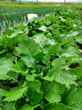 Platte Witte Mei (Flat White May) Turnip