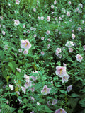 Saltmarsh Mallow